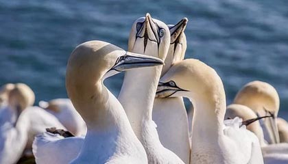 DRG-梦岚：今天勉强及格吧；DRG-久酷：（本命太乙）因为有锅可以做饭