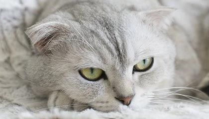 单板滑雪障碍追逐中国两名女将获冬奥参赛资格|冬奥会|米兰冬奥会|AC米兰|国际雪联单板滑雪障碍追逐世界杯|拥青拉姆_新浪体育_新浪新闻